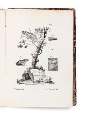 un livre ouvert sur lequel est dessiné un oiseau et un arbre