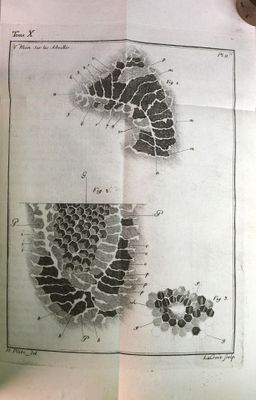un vieux livre sur lequel figure le dessin d'une plante et d'une feuille