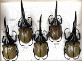 six beetles are mounted on a white board in a display case