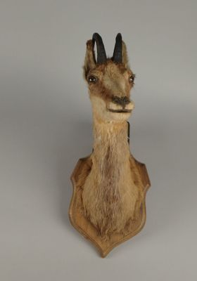 une tête de cerf fixée au mur d'une pièce