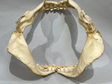 a yellow ball in front of a fake animal ' s jaw