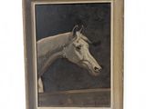 portrait of a white horse in a wooden frame on a white background