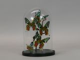 butterflies in a glass dome on a black base on a white background