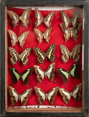 many butterflies in a shadow box on a red surface