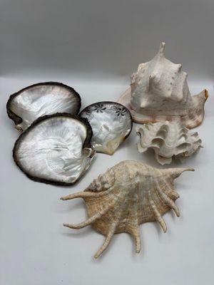 de nombreux coquillages posés sur une surface blanche