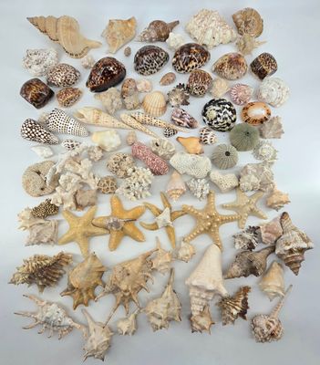 a lot of shells that are on the table