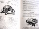un livre ouvert sur lequel figurent un ours et un chat