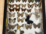 a lot of butterflies in a box on the table