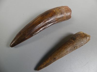 Fossiles de collection. Duo de dents de Spinosaure. - Photo 1