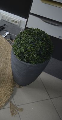 a cat sitting on a rug on the floor next to a potted plant