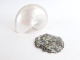 un coquillage blanc et un caillou sur une surface blanche