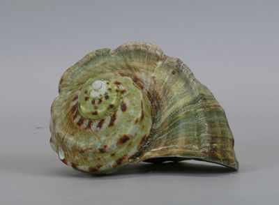a green shell with brown spots on it on a gray surface