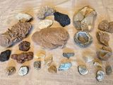 beaucoup de types de roches différents sur la table