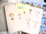 de nombreux types de champignons différents sur la table