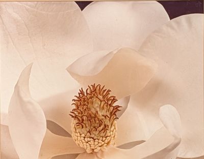 a large white flower with a yellow center on a black background