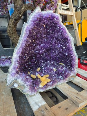 purple amethorate sitting on a pallet with a tree in the background