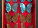 many blue butterflies in a shadow box on a red surface