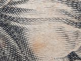 an image of a drawing of a dog ' s head on a piece of paper