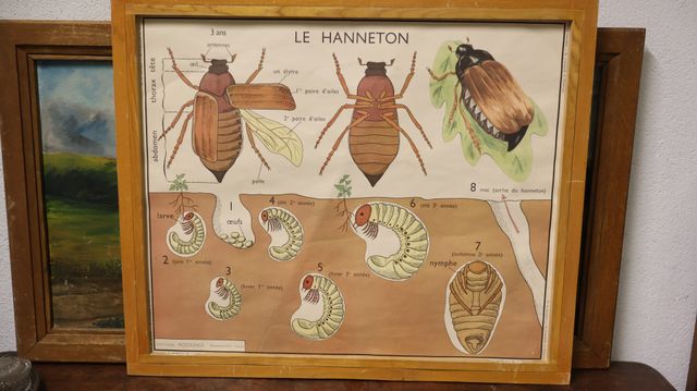 Tableaux pédagogiques édition ROSSIGNOL Montmorillon : 4 planches...