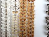 many different types of butterflies displayed in a white box