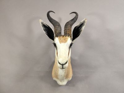 une tête d'antilope empaillée accrochée au mur d'une pièce