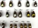 a lot of beetles that are on display in a display case