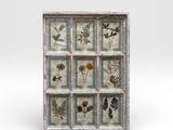 a picture of an old window with pressed flowers in it