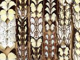 a lot of butterflies that are on display in a box