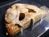 a piece of bread in a plastic case on a table