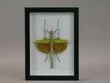 a close up of a insect in a frame on a white background