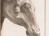 a drawing of a giraffe ' s head in a book