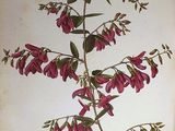 an old book with a drawing of pink flowers on it