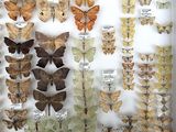 many different types of moths displayed in a display case