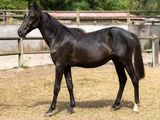 un cheval noir qui se tient dans un enclos