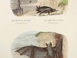 two illustrations of bats that are flying in the sky
