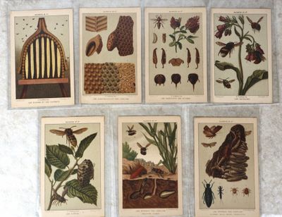 six gravures botaniques anciennes représentant des insectes et des fleurs, accrochées au mur