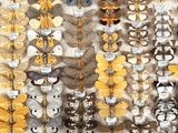 many different types of moths displayed on the wall