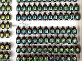a lot of beetles that are on display in a box