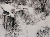 une photo d'un paysage enneigé avec des arbres et des buissons