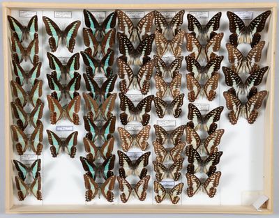 de nombreux types de papillons différents présentés dans une vitrine