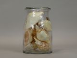 a glass jar filled with shells on a white surface