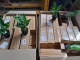 many boxes of plants that are sitting on the floor