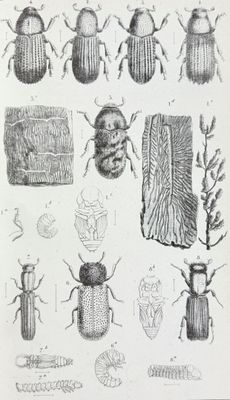 une illustration représentant diverses espèces de coléoptères et d'autres insectes