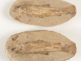 deux spécimens fossilisés, l'un représentant un poisson et l'autre un poisson, posés sur une surface blanche