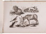 an old book with illustrations of animals and birds on it