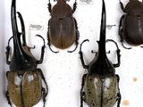 four beetles in a white box on a white surface