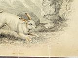 a drawing of a rabbit running in the grass