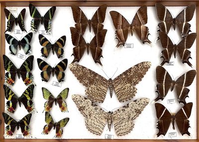 many different types of butterflies displayed in a wooden frame