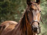un cheval brun qui se tient debout dans l'herbe