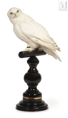 un hibou blanc perché au sommet d'un socle noir